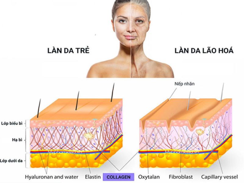Collagen và elastin suy giảm là nguyên nhân chính dẫn đến lão hoá